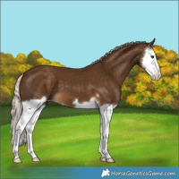 Horse Color:Chocolate Palomino Splash 