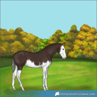 Horse Color:Liver Chestnut Splash