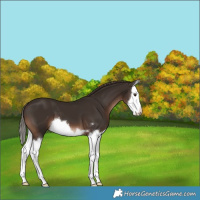Horse Color:Liver Chestnut Splash