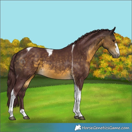 Horse Color:Chocolate Buckskin Tobiano 