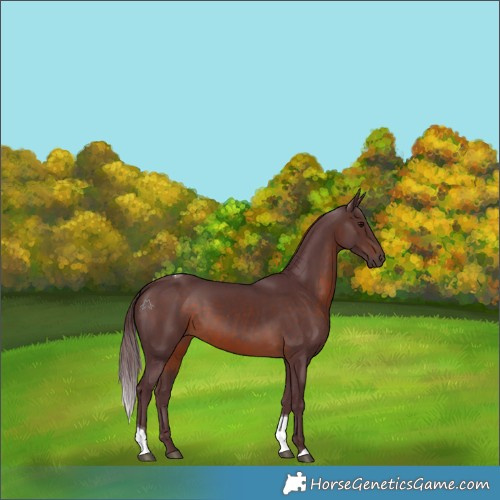 Horse Color:Chocolate Brown Tobiano Rabicano 