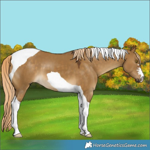 Horse Color:Chocolate Palomino Dun Tobiano 