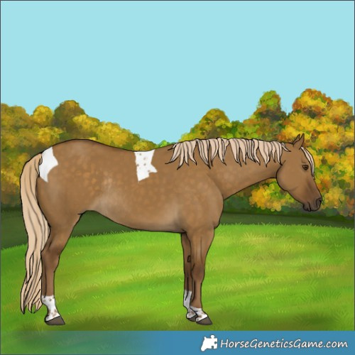 Horse Color:Chocolate Palomino Dun Tobiano Rabicano 