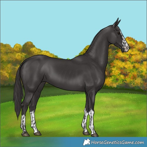 Horse Color:Smoky Black and Smoky Black