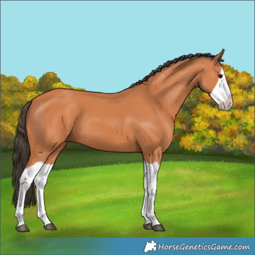 Horse Color:Bay Splash Frame 