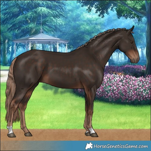 Horse Color:Liver Chestnut 