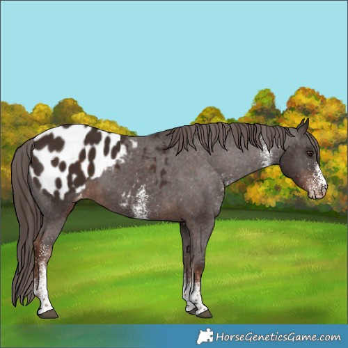 Horse Color:White Spotted Liver Chestnut Appaloosa 
