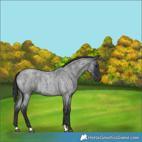 Horse Color:Blue Roan