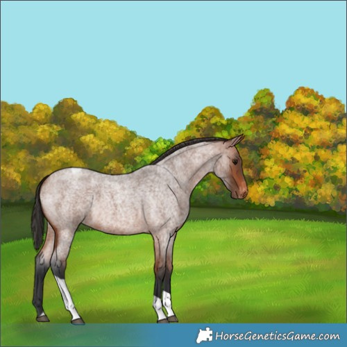 Horse Color:Bay Roan Tobiano Appaloosa