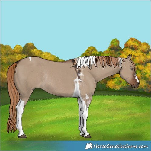Horse Color:Liver Red Dun Tobiano Rabicano 