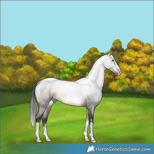 Horse Color:Brown Roan Rabicano 