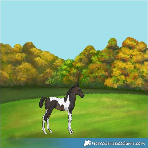 Horse Color:Buckskin Tobiano 