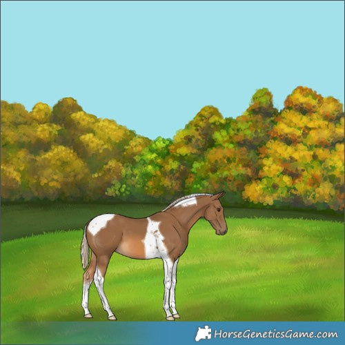 Horse Color:Chocolate Palomino Tobiano 