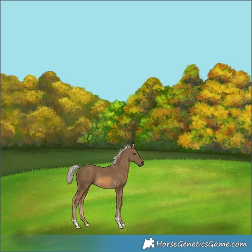 Horse Color:Chocolate Palomino 