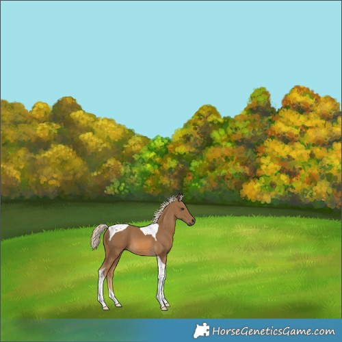 Horse Color:Chocolate Palomino Tobiano 