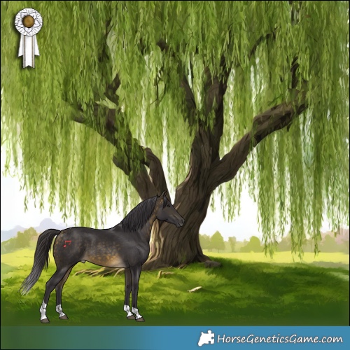 Horse Color:Buckskin Tobiano