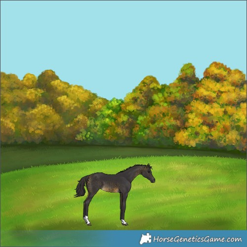 Horse Color:Buckskin Tobiano