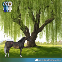 Horse Color:Buckskin Tobiano