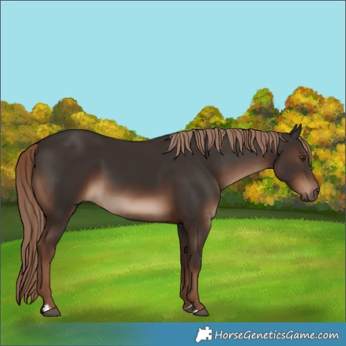 Horse Color:Liver Chestnut 