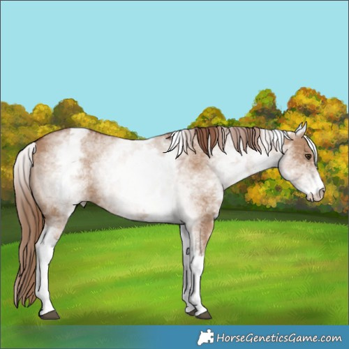 Horse Color:White Spotted Red Dun 