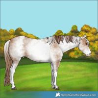 Horse Color:White Spotted Red Dun 
