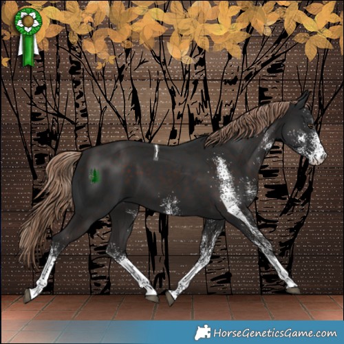 Horse Color:White Spotted Liver Chestnut Tobiano 