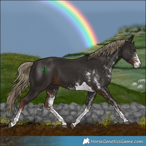 Horse Color:White Spotted Liver Chestnut Tobiano