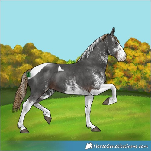Horse Color:White Spotted Liver Chestnut Tobiano 