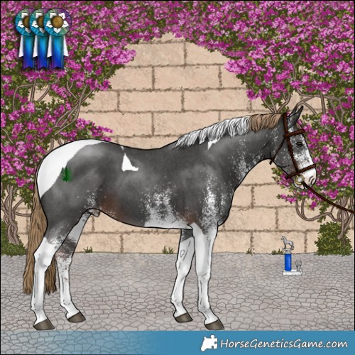 Horse Color:White Spotted Liver Chestnut Tobiano