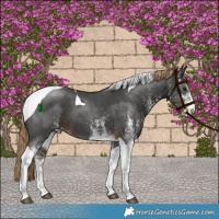 Horse Color:White Spotted Liver Chestnut Tobiano 