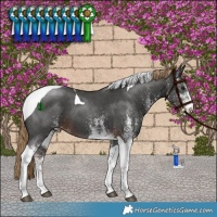 Horse Color:White Spotted Liver Chestnut Tobiano