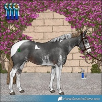 Horse Color:White Spotted Liver Chestnut Tobiano 