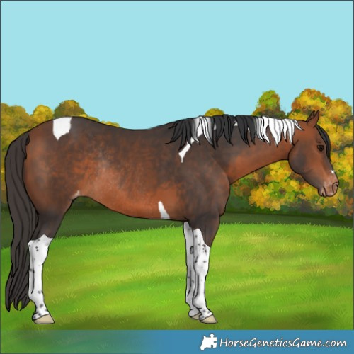 Horse Color:Bay Tobiano Appaloosa Rabicano 
