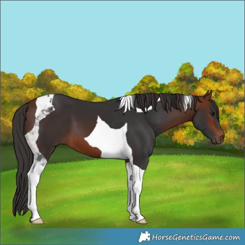 Horse Color:Bay Tobiano 