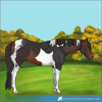 Horse Color:Bay Tobiano