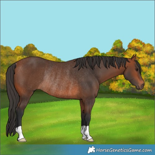 Horse Color:Bay Rabicano 