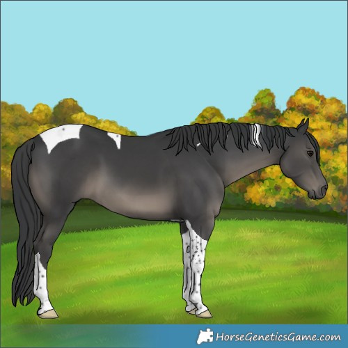 Horse Color:Black Tobiano 