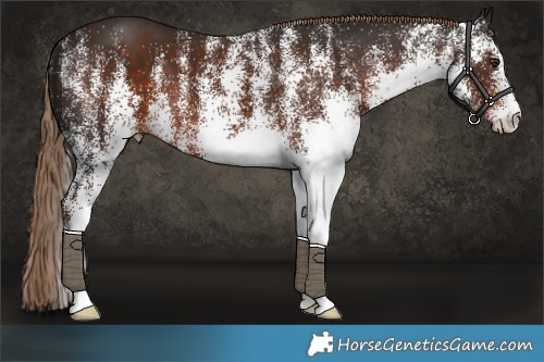 Horse Color:White Spotted Liver Chestnut 