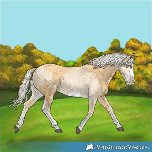 Horse Color:Palomino Splash Frame and Gold Cream Champagne Splash Frame