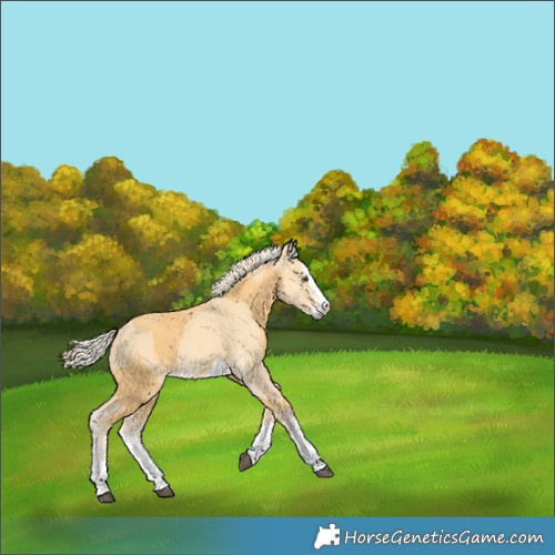 Horse Color:Palomino Splash Frame and Gold Cream Champagne Splash Frame