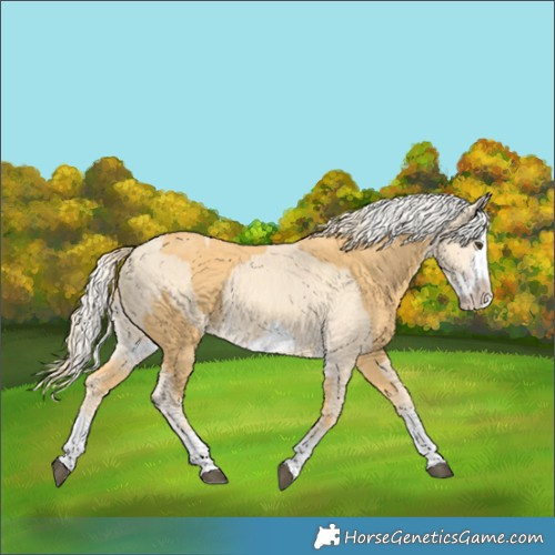 Horse Color:Palomino Splash Frame  and Gold Cream Champagne Splash Frame 