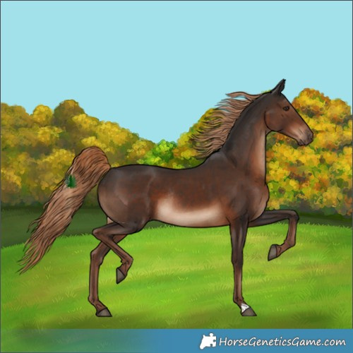 Horse Color:Liver Chestnut Rabicano 