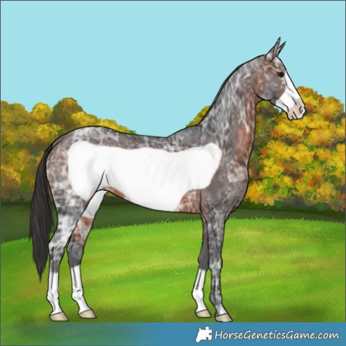 Horse Color:Brown Ice Frame 
