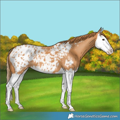 Horse Color:Chestnut Splash Appaloosa 