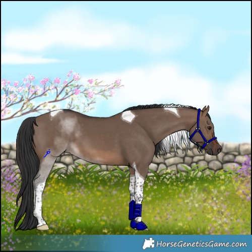 Horse Color:Brown Dun Tobiano
