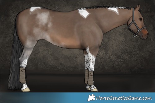 Horse Color:Brown Dun Tobiano 