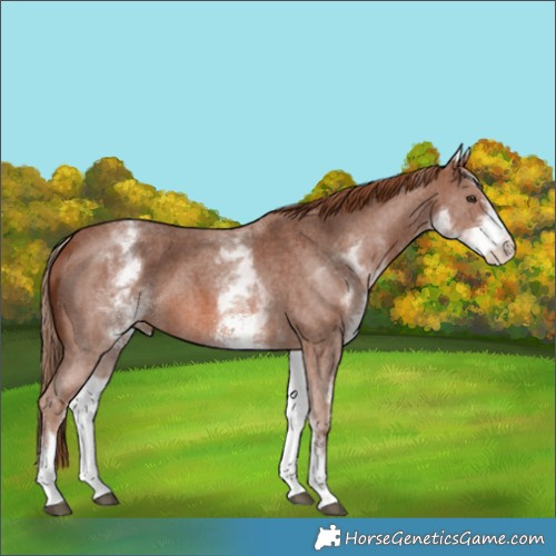 Horse Color:White Spotted Chestnut Sabino 