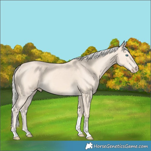 Horse Color:Cremello Tobiano 