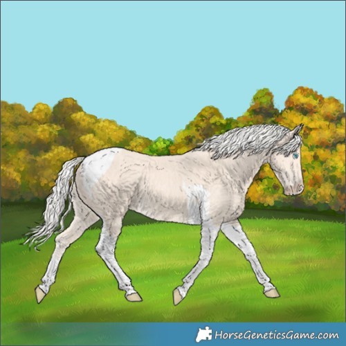Horse Color:Cremello Tobiano