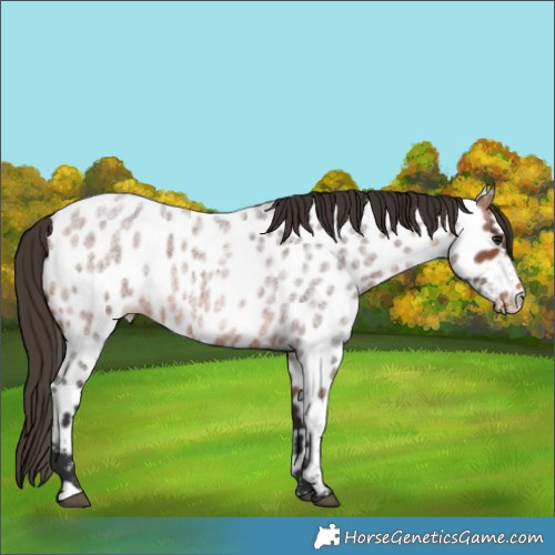 Horse Color:Bay Roan Appaloosa 